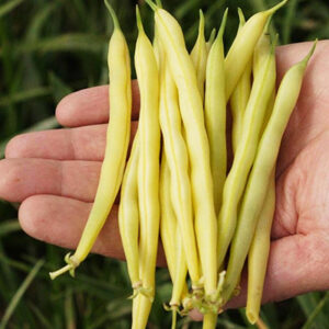 5p6gZiImcJ83iov73nvUAIwKdRW9HAPA