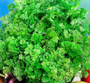 6IzZA2guPbTC2WPqp41m1Cw88awiRS6s