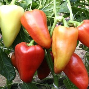 6Zw6Mk0OpTJhGB3Wk3s0ZhtPkZY7016B300_300-1