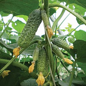 6tmm6Sofx3AHwhWER40E8tTPN7E0y0vC300_300-1