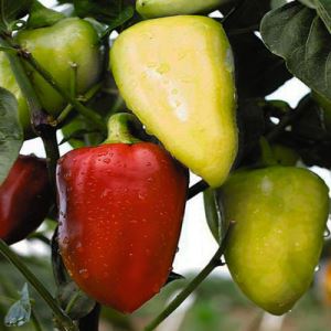 75gV6GqhuOpIFHjccyjvuYnINTzg11Of300_300-1