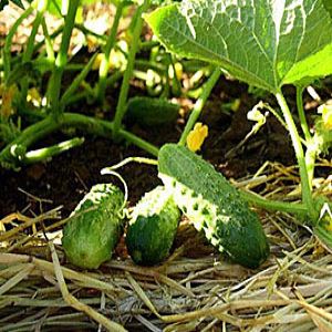 7I9DIMY0r0UddgUY5AixNaG3A7uATevn300_300-1