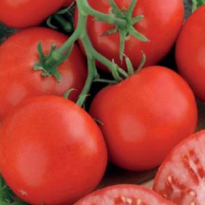 7WYD1ttv0lhNtdEA75XnBQQN8ph4jGXw300_300-1