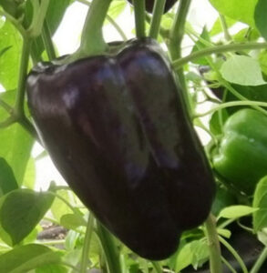 7ZrBJO6Vqeau9d2PhGhQIuKaBAc5fdQf