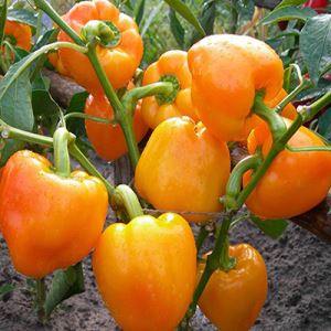 7lfhY7R6TB50Ini9Q256GkMFRd4dmfAu300_300-1