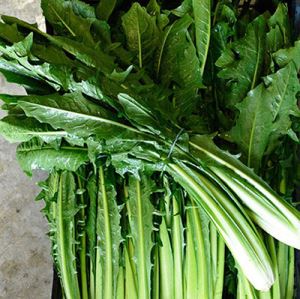 7ogFRuKol8Q8PfpbsnlTdIjCm4QKx4UG300_300-1