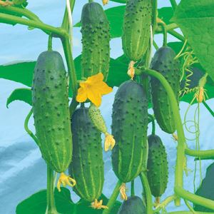 7pS6qM9VGZCt2QRiuPx2MVHOi7zXWAjQ300_300-1