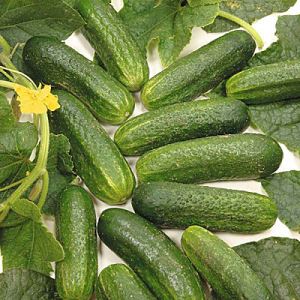 87HV0oHYpyvvOd4zYjIyBy5pOliHbc4a300_300-1