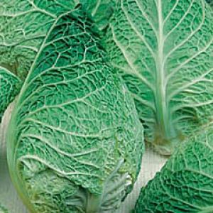 88fzC29XNsxNiDy4uFeF30Q56PBLdWYC300_300-1