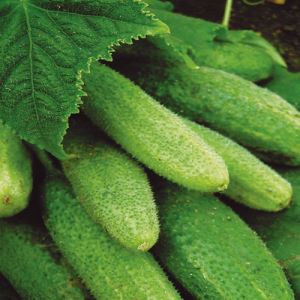 8IuGe6slwqjIBropb5daycU8vZYvhwpF300_300-1