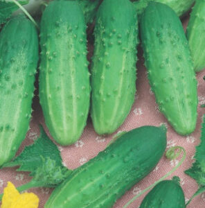 8LNHIBKI0B2IOxiX6ETv1lK1pV39MY9s