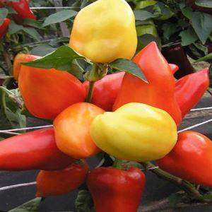 8XKwNGauYapS9oQHUr84quT0NqRccMjx300_300-1