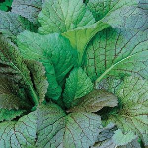 8bgIuK4oeCL04molY5T79aT1PtgtnWxX300_300-1