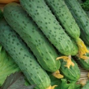 8tbcsMzDR6wb9WUaHnO84y9qqvm8ekJc300_300-1