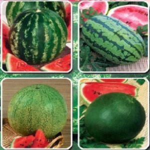 90FbPtQ3KZQEaXafzGBYcrOLs8GndB63300_300-1