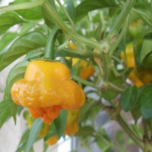 92xr0wDnkHDpOhJyirOm0rhltyaS5W48300_300-1