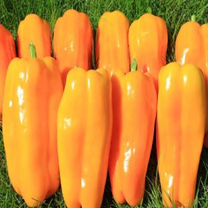 9NFBMrW1XZBoqnAQTjAgxwaHYlkdJzTk300_300-1