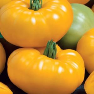 9bbPdaufpz7t7VrtdX70EfaFlKXB0otJ300_300-1