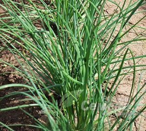 9ku4Nmwi4VDElG8uHDglmvo54tUiQlaJ300_300-1