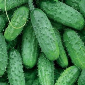 9qNnq4I1CN89ZbH89CvzTGsfr1EzUGoB300_300-1