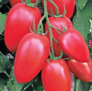 AGyOmIz1I65lAxpJvnGi6GIEdNUvxrsv