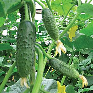 AjkkzgniVztipcfYSEZIrlMJ17JZjDYB300_300-1