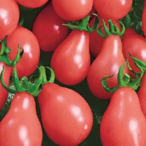 AjxEYN7RurNS1VcKvJ4CuJPcDqU4R6Gz300_300-1