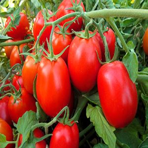 BEcD7kYmRkKMXNeLrsRUemFoCGAXm30u300_300-1