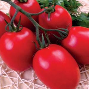 BVie9KL5Qg2K0e9sRfMOtswtRK1aC2Xh300_300-1