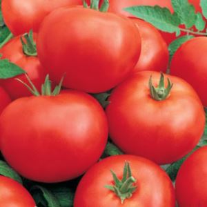 BX8LFWNUadRxUBk1zLhrL5CXBXm1wALr300_300-1