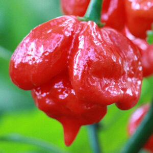 BYcqw5ylR3aMRvAJe8Md6cRAMxR8ZXMM