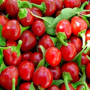 Bfytw2LucrFdGlU8DJZgWmhNIpctUZ8n300_300-1