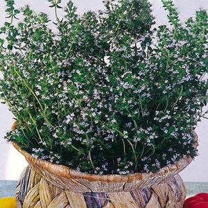 CBbXhOV2G6VgkL05LE9mLcVBS6f7SKkX300_300-1