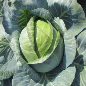 CjYfqyfTY7yrjEcVxztBUHWWcmXCRDZE300_300-1