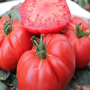 CwKlGDgj0C9tvVgyisTDhLvBQuAektV1300_300-1