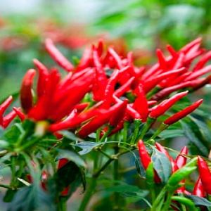 Cy7TCfHhnRn7TFd7mVaqRzwSQ6rYFnFI300_300-1