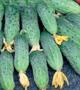 DDAPDgnSa86Zm2yE5y7oJAmN9CEEIirM