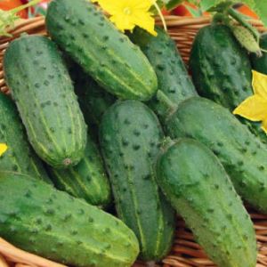 DMb92SwCbf4hg4tUztHGQiK3SnxuTKmW300_300-1