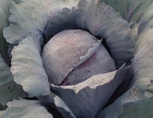 DdYzUcrj2T57COSbBtJ2CeP2Yktc1zQZ300_300-1