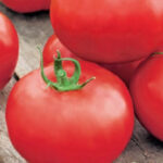 DixK42cqA4NquvOw704HSUblUoUkroN1300_300-1