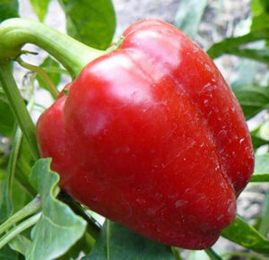 DksVEJvo4BQf7IpYycXwdu1s9k7kN3yn