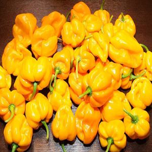 DuGlr9LJkJiGcThLV8do4WpPMOb3xxFU300_300-1