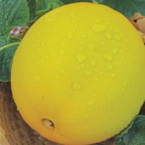 E5pZ8QQdWXDN8OvmuoXrquNbZR1QDwHd300_300-1