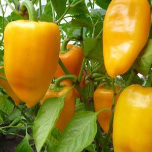 EHO9y5FCLtGk5PcOjp8eh51QVJ4eIDZ3300_300-1