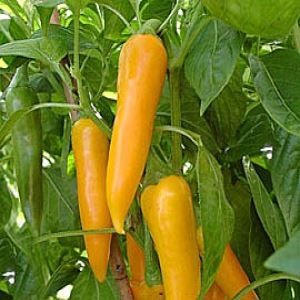 ERg07FUjx0khPNtdUZ4Qm2KZlOHDGasP300_300-1