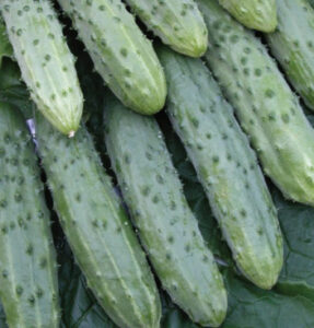 ETFzQOoWm4mL1uACTs4ZSLZZzSfraHHb