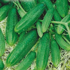 EUxErdCPcNY1qRJFtdOjkTaf3g0CfQWq300_300-1