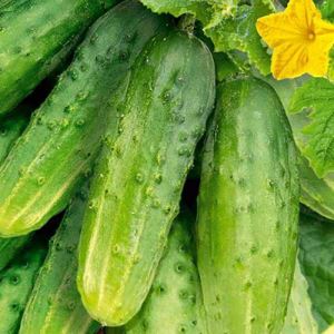 EVgaOkvW20pulZkcdXNVc1npyvMtLDro300_300-1