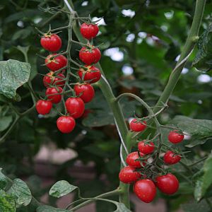 EWzNK0cuO7sYrsGsHWvr0qYwCTkCsjN9300_300-1