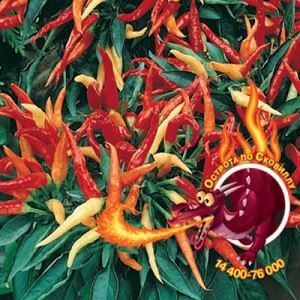 EZcNNt6mGC5v509xFyMmWTGN7BFESxxR300_300-1